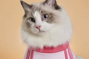 เปิดตัวแล้ว: adidas Pet Collection ⋆˚🐾˖°